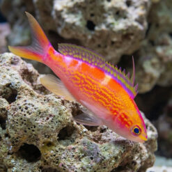 Flavoguttatus Anthias