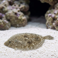 Flounder: Assorted