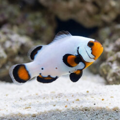 Flurry Ocellaris Clownfish: Captive Bred