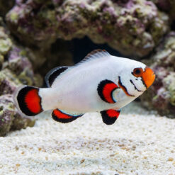 Flurry Snowflake Ocellaris Clownfish: Captive Bred