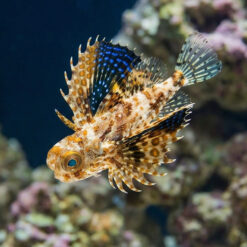 Flying Fish