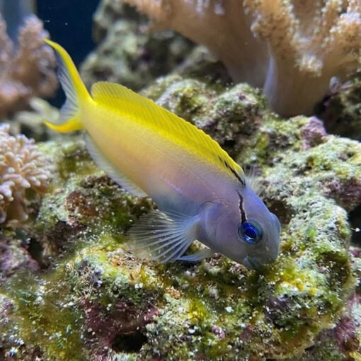 Forktail Blenny