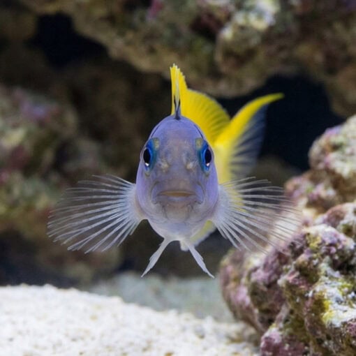 Forktail Blenny - Image 2