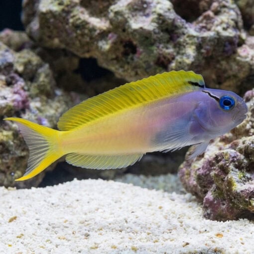 Forktail Blenny - Image 3