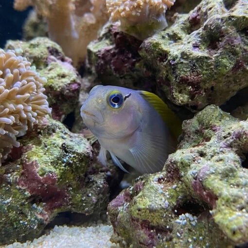 Forktail Blenny - Image 4