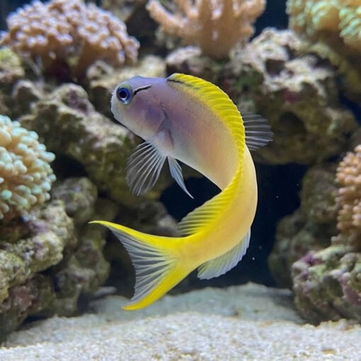 Forktail Blenny - Image 5