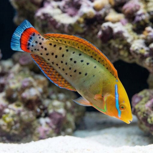 Formosa Wrasse