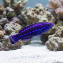 Four-Line Cleaner Wrasse