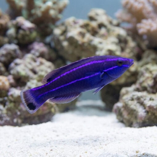 Four-Line Cleaner Wrasse