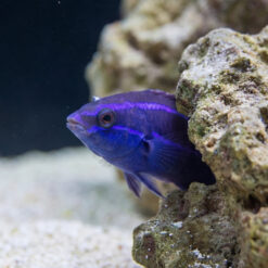 Alternative view of Four-Line Cleaner Wrasse