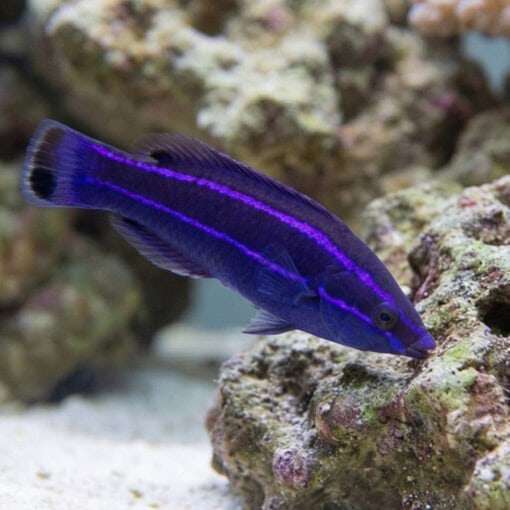 Four-Line Cleaner Wrasse - Image 3