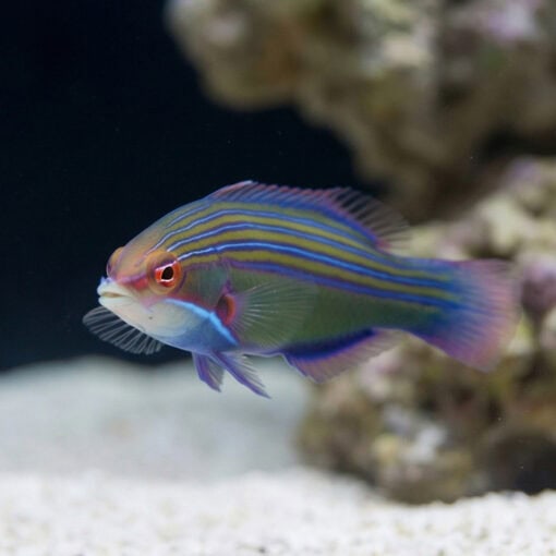 Four-lined Wrasse - Image 2