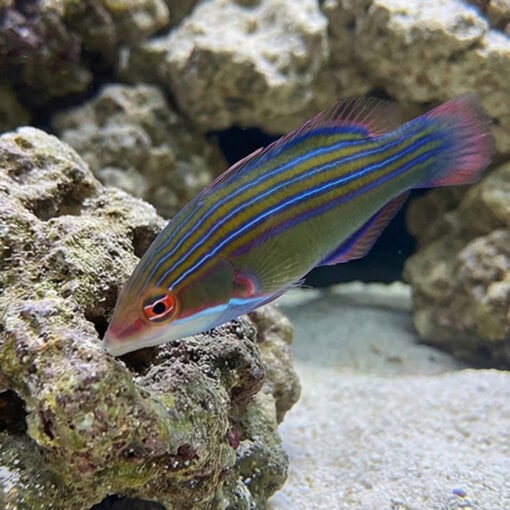 Four-lined Wrasse - Image 3