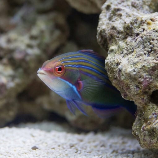 Four-lined Wrasse - Image 4