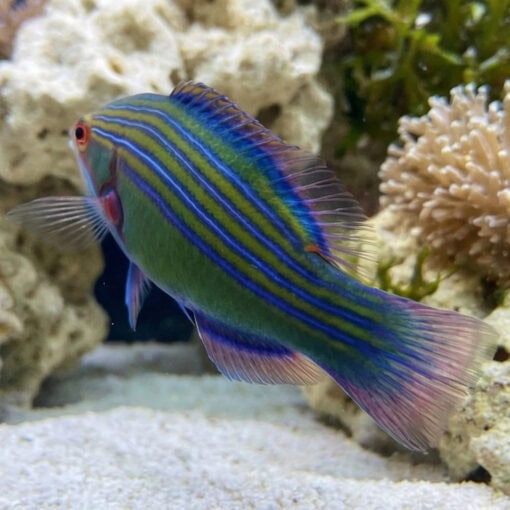 Four-lined Wrasse - Image 5