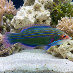 Four-lined Wrasse