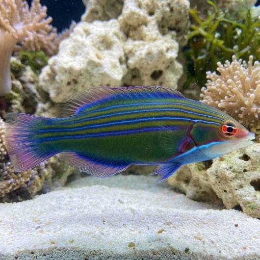 Four-lined Wrasse