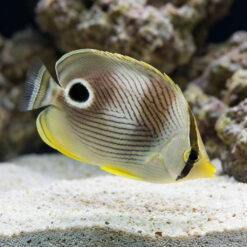 Alternative view of Foureye Butterfly
