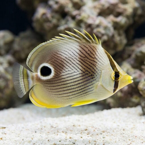 Foureye Butterfly - Image 3
