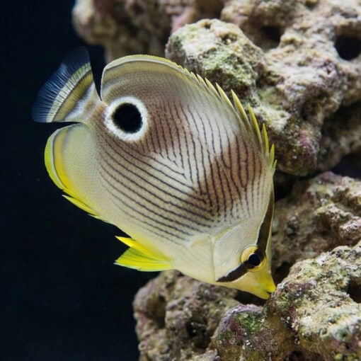 Foureye Butterfly - Image 4
