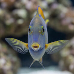 Alternative view of Fowler's Surgeonfish