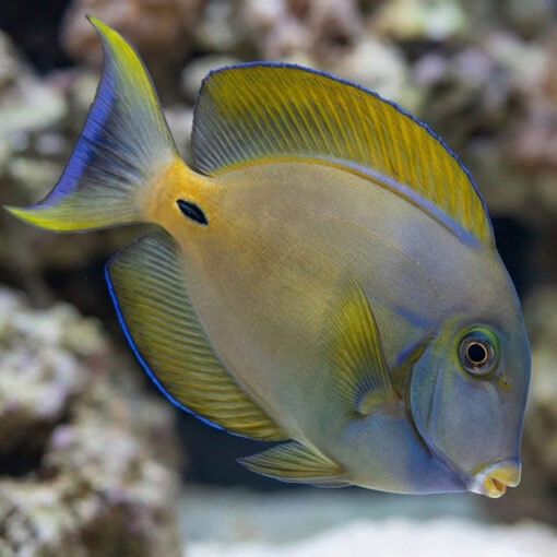 Fowler's Surgeonfish - Image 3