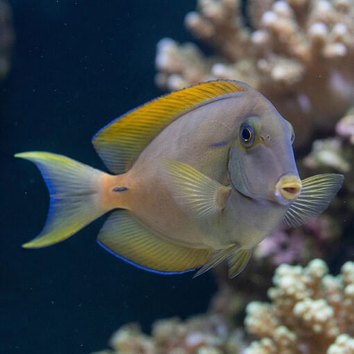 Fowler's Surgeonfish - Image 4
