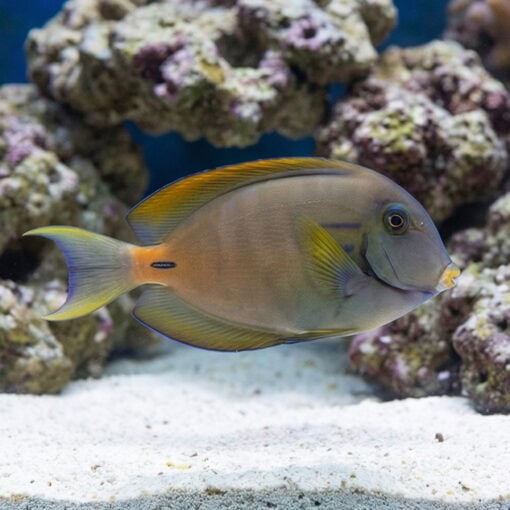 Fowler's Surgeonfish - Image 5
