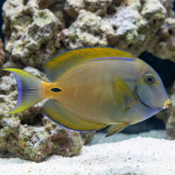 Fowler's Surgeonfish