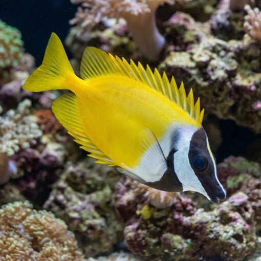 Foxface Rabbitfish