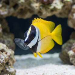 Alternative view of Foxface Rabbitfish