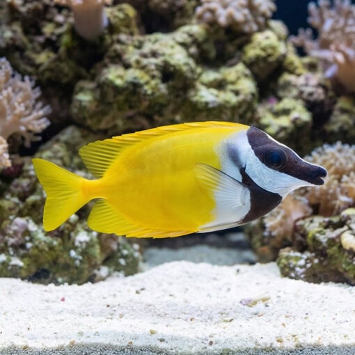Foxface Rabbitfish - Image 3