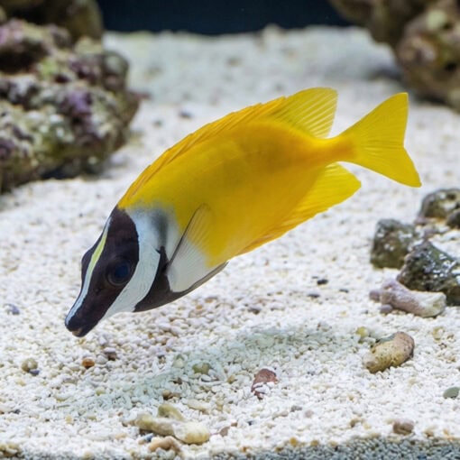 Foxface Rabbitfish - Image 4