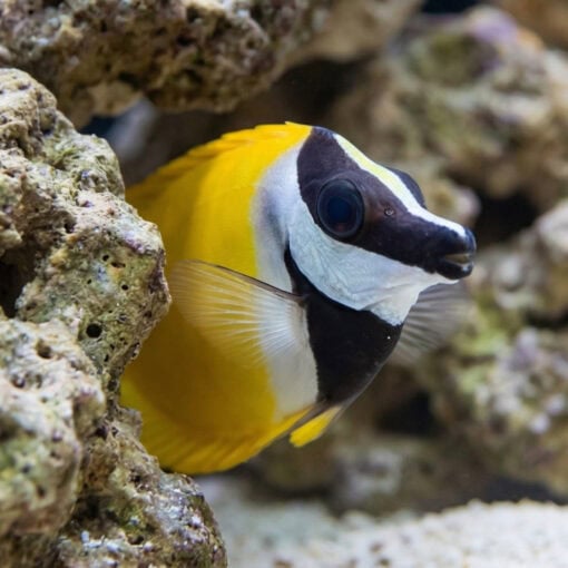 Foxface Rabbitfish - Image 5