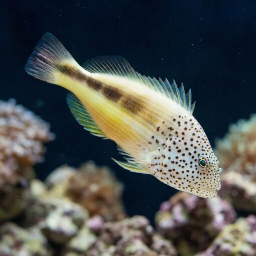 Freckled Hawkfish