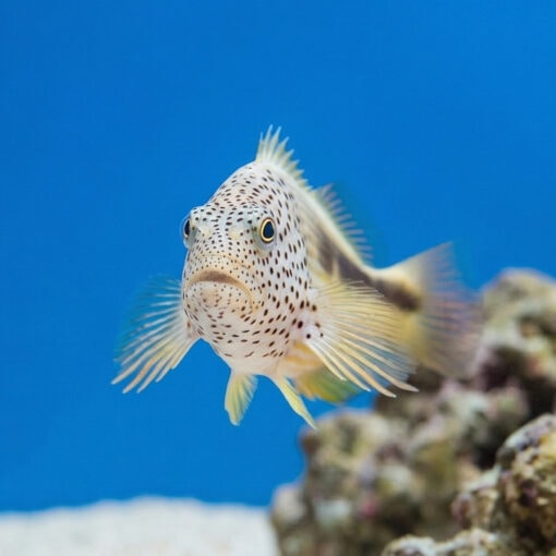Freckled Hawkfish - Image 2