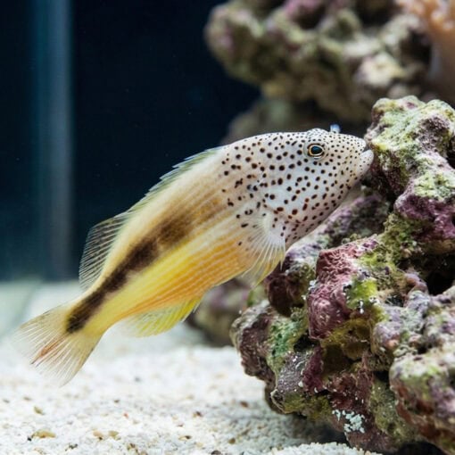 Freckled Hawkfish - Image 3
