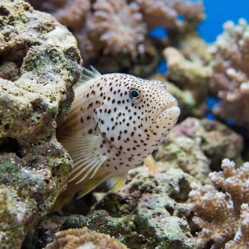 Freckled Hawkfish - Image 4