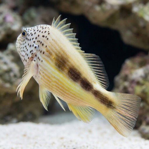 Freckled Hawkfish - Image 5