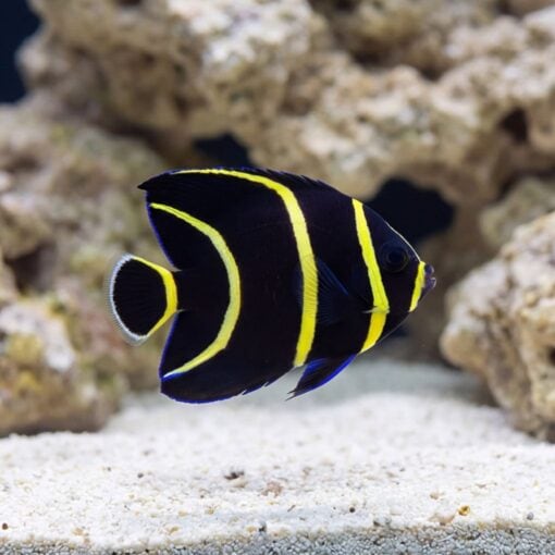 French Angelfish - Image 3