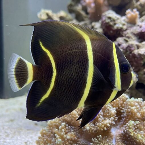 French Angelfish - Image 4