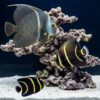 French Angelfish