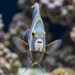 Alternative view of French Angelfish