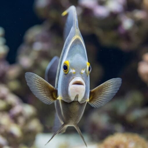French Angelfish - Image 2
