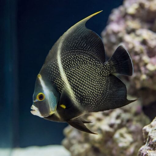 French Angelfish - Image 5