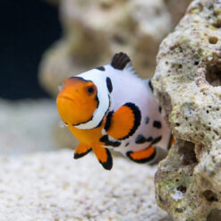 Alternative view of Frostbite Ocellaris Clownfish: Captive Bred