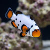Frostbite Ocellaris Clownfish: Captive Bred