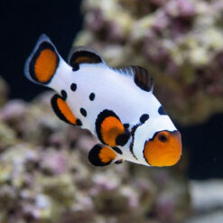 Frostbite Ocellaris Clownfish: Captive Bred