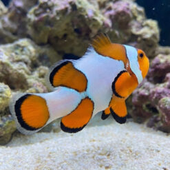 Alternative view of Frostbite Percula Cownfish: Captive Bred