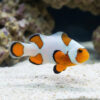 Frostbite Percula Cownfish: Captive Bred
